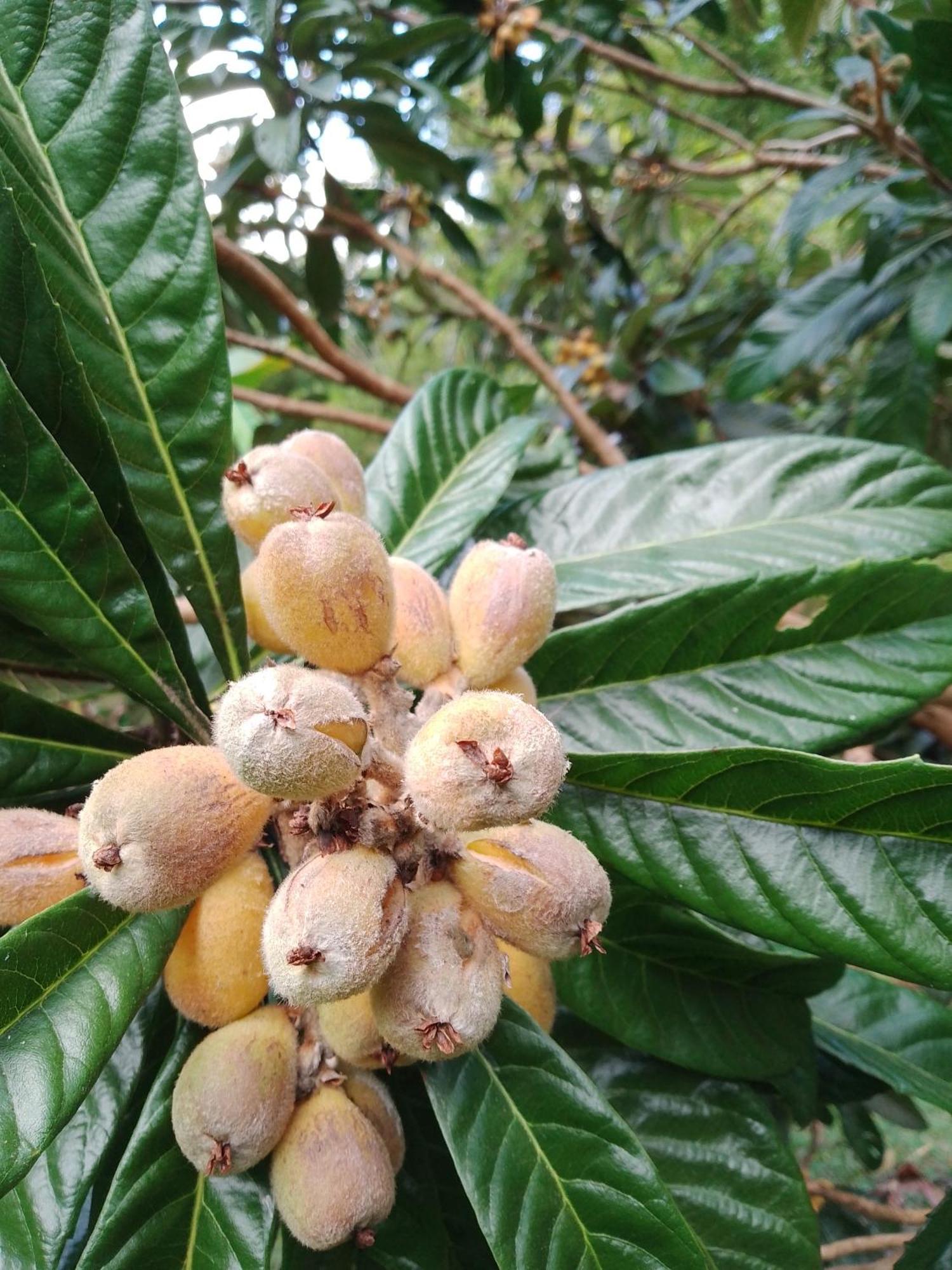 Rancho Pe Da Pedra Villa Sao Bento do Sapucai Phòng bức ảnh